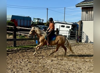 PRE Croisé, Jument, 4 Ans, Palomino