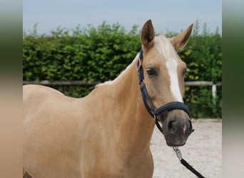 PRE Croisé, Jument, 5 Ans, 150 cm, Palomino