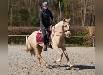 PRE Croisé, Jument, 5 Ans, 150 cm, Palomino
