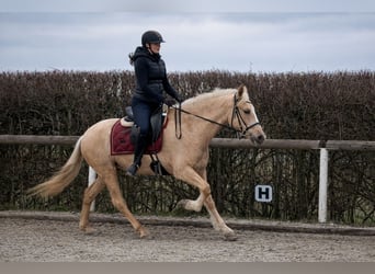 PRE Croisé, Jument, 5 Ans, 150 cm, Palomino