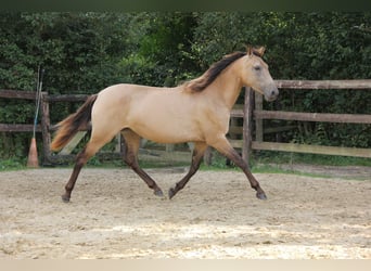 PRE Croisé, Jument, 5 Ans, 153 cm, Isabelle