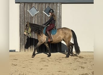 PRE Croisé, Jument, 5 Ans, 153 cm, Isabelle