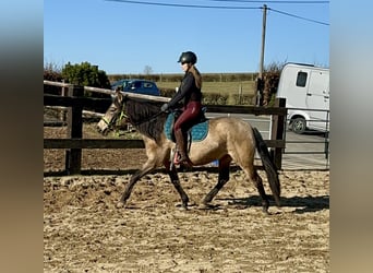 PRE Croisé, Jument, 5 Ans, 153 cm, Isabelle