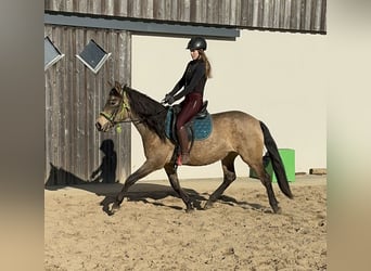 PRE Croisé, Jument, 5 Ans, 153 cm, Isabelle