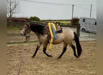 PRE Croisé, Jument, 5 Ans, 153 cm, Isabelle