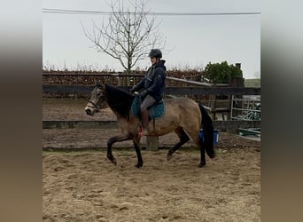 PRE Croisé, Jument, 5 Ans, 153 cm, Isabelle