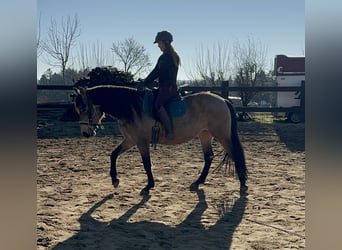 PRE Croisé, Jument, 5 Ans, 153 cm, Isabelle