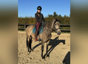 PRE Croisé, Jument, 5 Ans, 153 cm, Isabelle