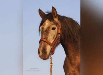 PRE, Jument, 5 Ans, 154 cm, Gris