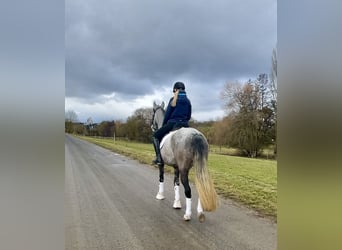 PRE Croisé, Jument, 5 Ans, 155 cm, Gris noir