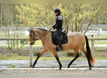 PRE, Jument, 5 Ans, 155 cm, Isabelle