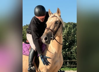 PRE, Jument, 5 Ans, 155 cm, Palomino