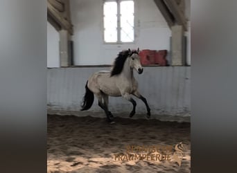 PRE Croisé, Jument, 5 Ans, 156 cm, Isabelle