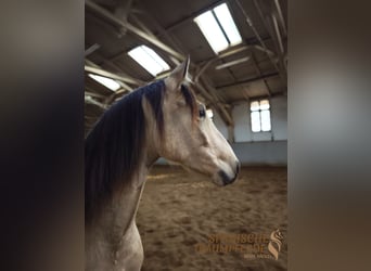 PRE Croisé, Jument, 5 Ans, 156 cm, Isabelle