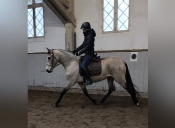 PRE Croisé, Jument, 5 Ans, 156 cm, Isabelle