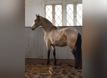 PRE Croisé, Jument, 5 Ans, 156 cm, Isabelle