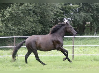 PRE, Jument, 5 Ans, 158 cm, Noir