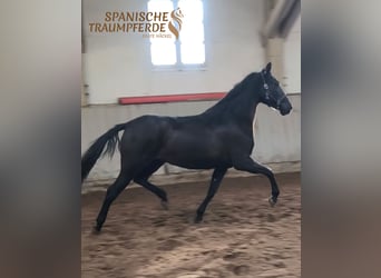 PRE Croisé, Jument, 5 Ans, 159 cm, Noir