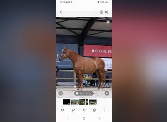 PRE, Jument, 5 Ans, 160 cm, Alezan