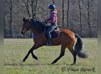 PRE, Jument, 5 Ans, 160 cm, Bai