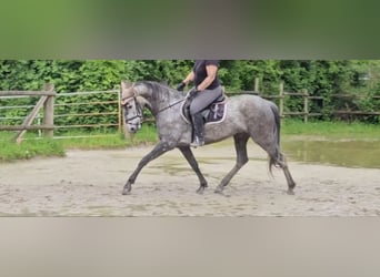 PRE, Jument, 5 Ans, 160 cm, Gris noir