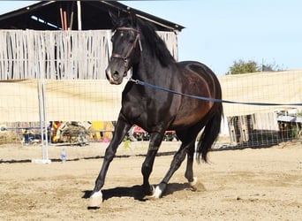 PRE, Jument, 5 Ans, 160 cm, Noir