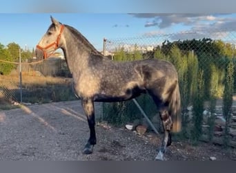 PRE Croisé, Jument, 5 Ans, 160 cm, Rouan bleu