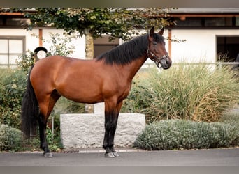 PRE, Jument, 5 Ans, 160 cm