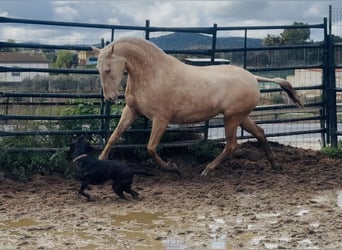 PRE, Jument, 5 Ans, 161 cm, Cremello