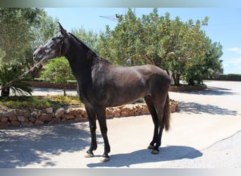 PRE Croisé, Jument, 5 Ans, 161 cm, Gris