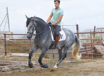 PRE, Jument, 5 Ans, 161 cm, Gris