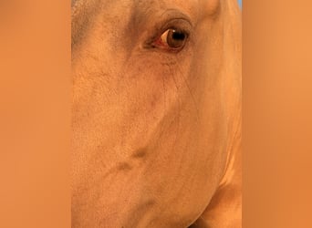 PRE Croisé, Jument, 5 Ans, 161 cm, Perlino