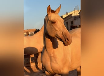 PRE Croisé, Jument, 5 Ans, 161 cm, Perlino