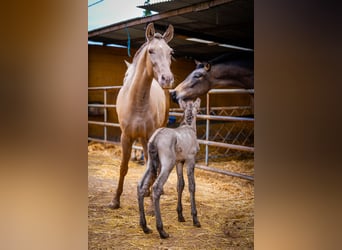 PRE Croisé, Jument, 5 Ans, 162 cm, Champagne