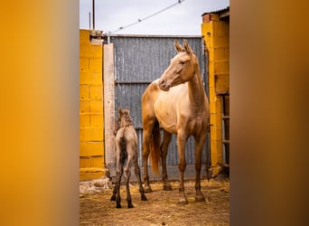 PRE Croisé, Jument, 5 Ans, 162 cm, Champagne