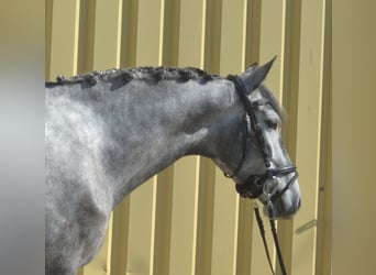 PRE Croisé, Jument, 5 Ans, 162 cm, Gris