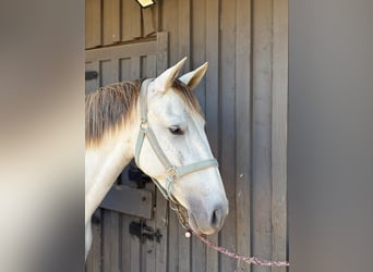 PRE Croisé, Jument, 5 Ans, 162 cm, Gris