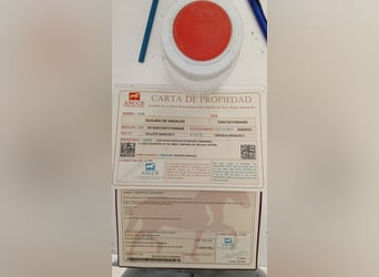 PRE Croisé, Jument, 5 Ans, 162 cm, Gris noir