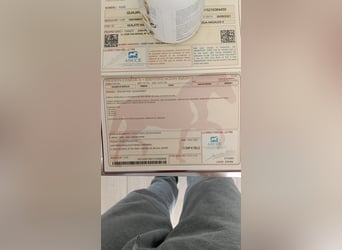 PRE Croisé, Jument, 5 Ans, 162 cm, Gris noir