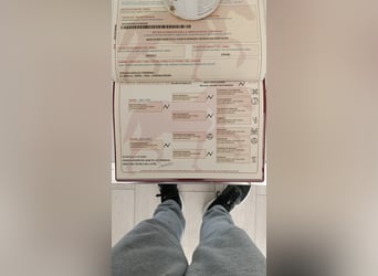 PRE Croisé, Jument, 5 Ans, 162 cm, Gris noir