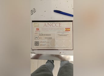 PRE Croisé, Jument, 5 Ans, 162 cm, Gris noir