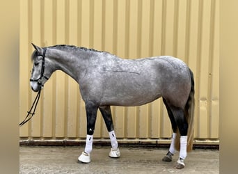 PRE Croisé, Jument, 5 Ans, 162 cm, Gris noir