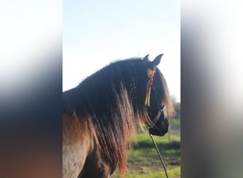 PRE, Jument, 5 Ans, 162 cm, Noir