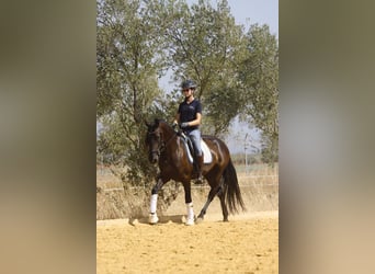 PRE, Jument, 5 Ans, 162 cm, Noir