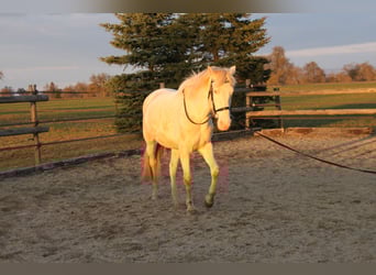 PRE, Jument, 5 Ans, 162 cm, Perlino