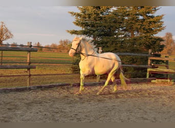 PRE, Jument, 5 Ans, 162 cm, Perlino