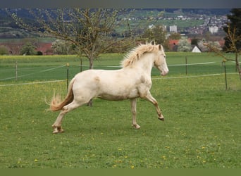 PRE, Jument, 5 Ans, 162 cm, Perlino