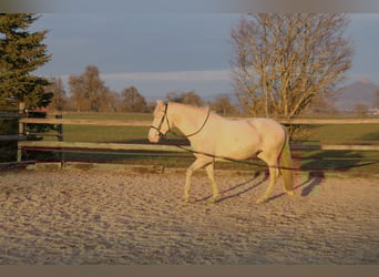 PRE, Jument, 5 Ans, 162 cm, Perlino
