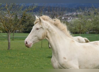PRE, Jument, 5 Ans, 162 cm, Perlino
