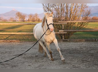 PRE, Jument, 5 Ans, 162 cm, Perlino